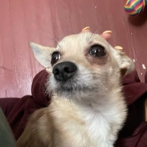 Meet your Posher, Daisy